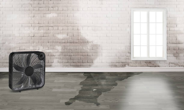 Best Flood damage cleanup  in Milton, LA